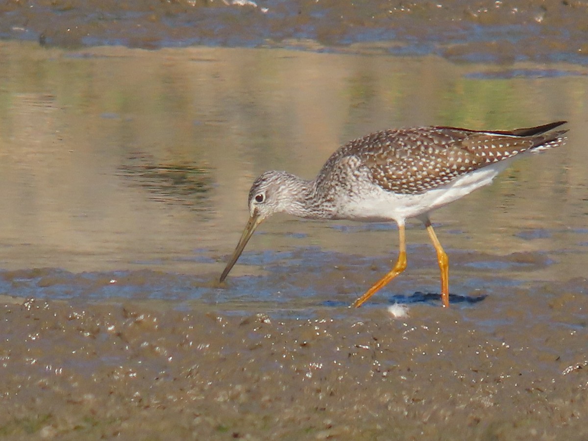 vodouš velký - ML643673338