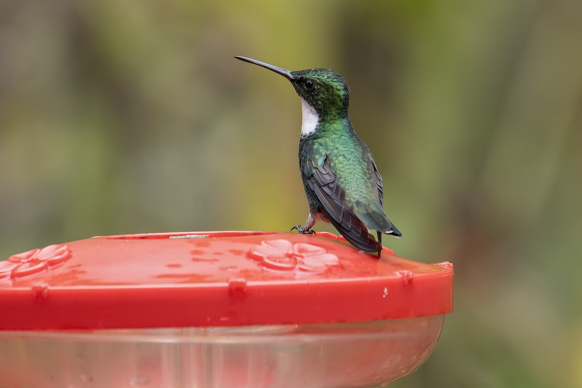 White-throated Hummingbird - ML643673344