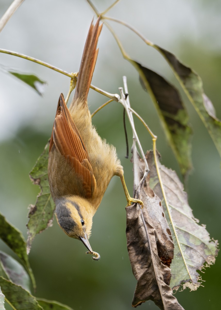 Buff-fronted Foliage-gleaner - ML643673353