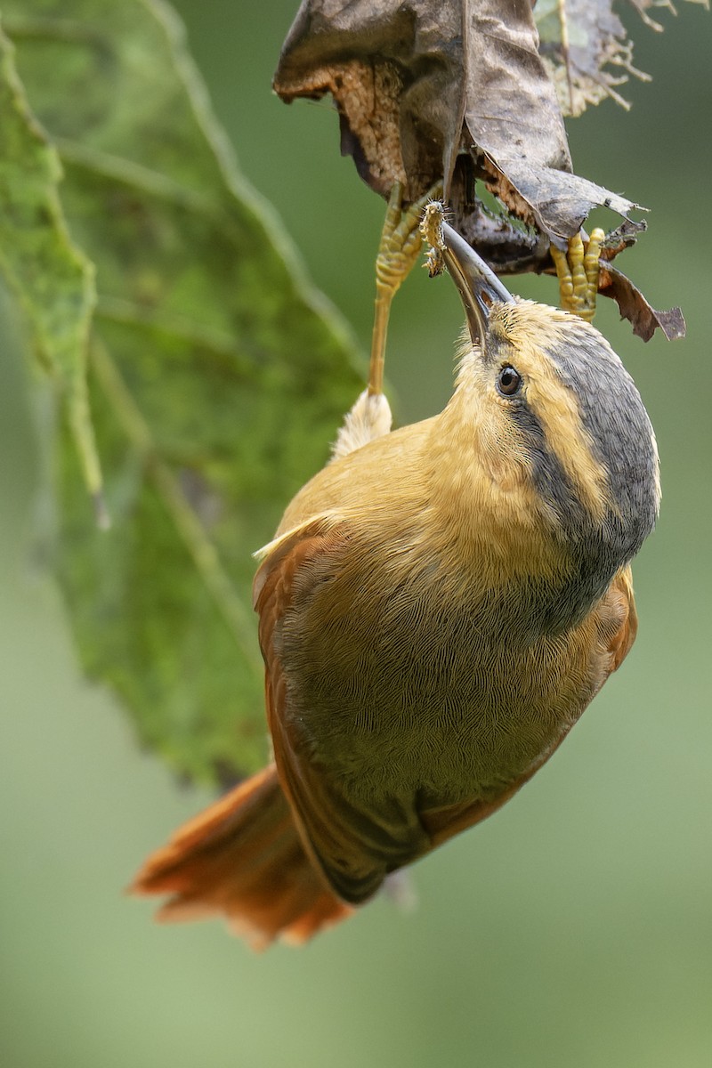Buff-fronted Foliage-gleaner - ML643673354