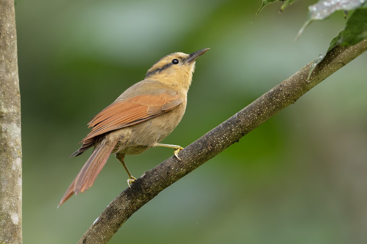 Buff-fronted Foliage-gleaner - ML643673355