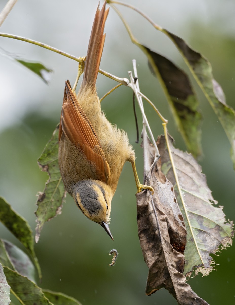 Buff-fronted Foliage-gleaner - ML643673356