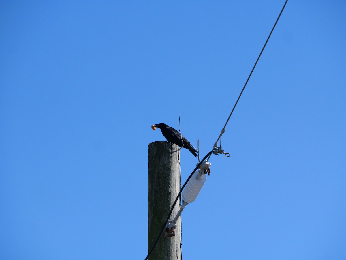 American Crow - ML643673357