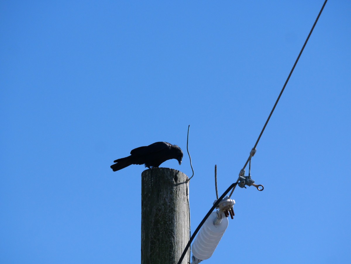 American Crow - ML643673358