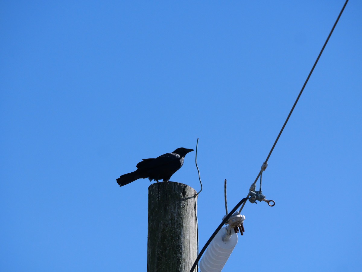 American Crow - ML643673359