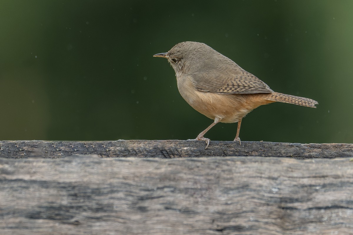 Southern House Wren - ML643673363