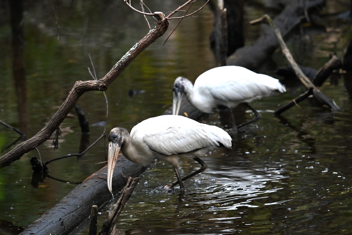 Wood Stork - ML643673364