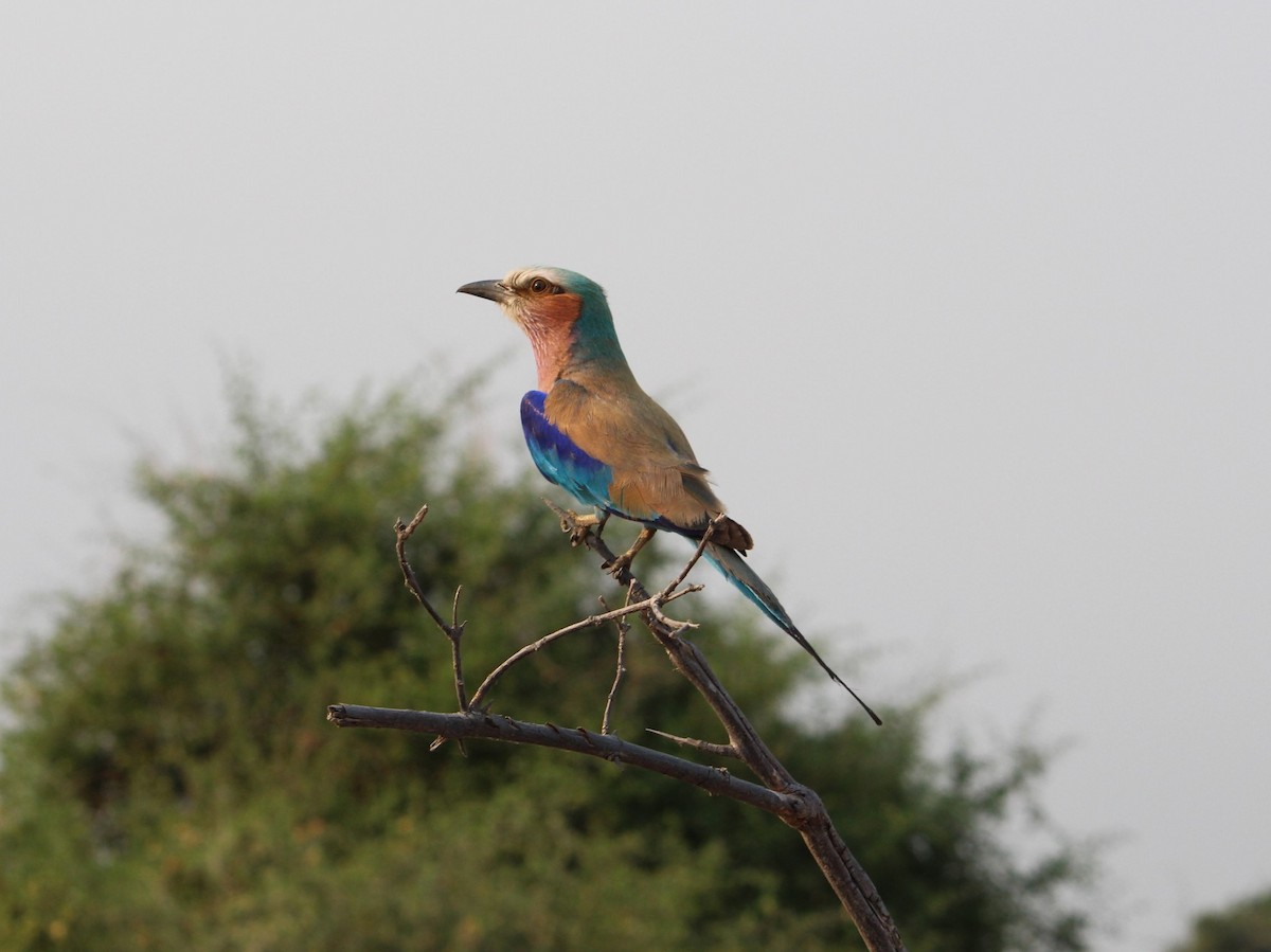 Lilac-breasted Roller - ML643673365