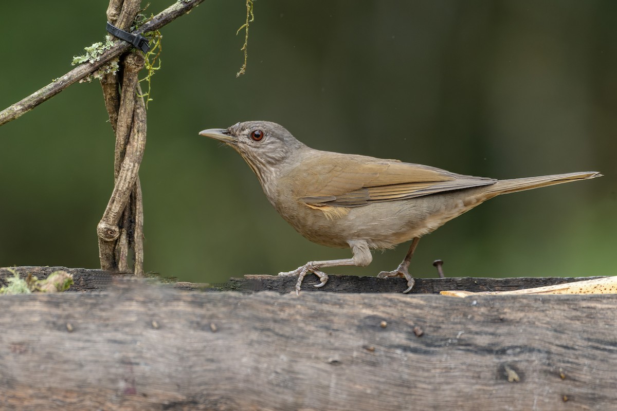 Pale-breasted Thrush - ML643673368
