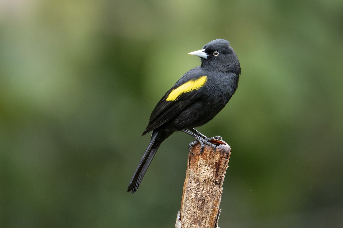 Golden-winged Cacique - ML643673382