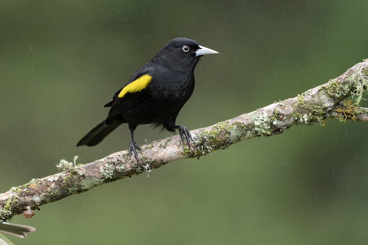 Golden-winged Cacique - ML643673383