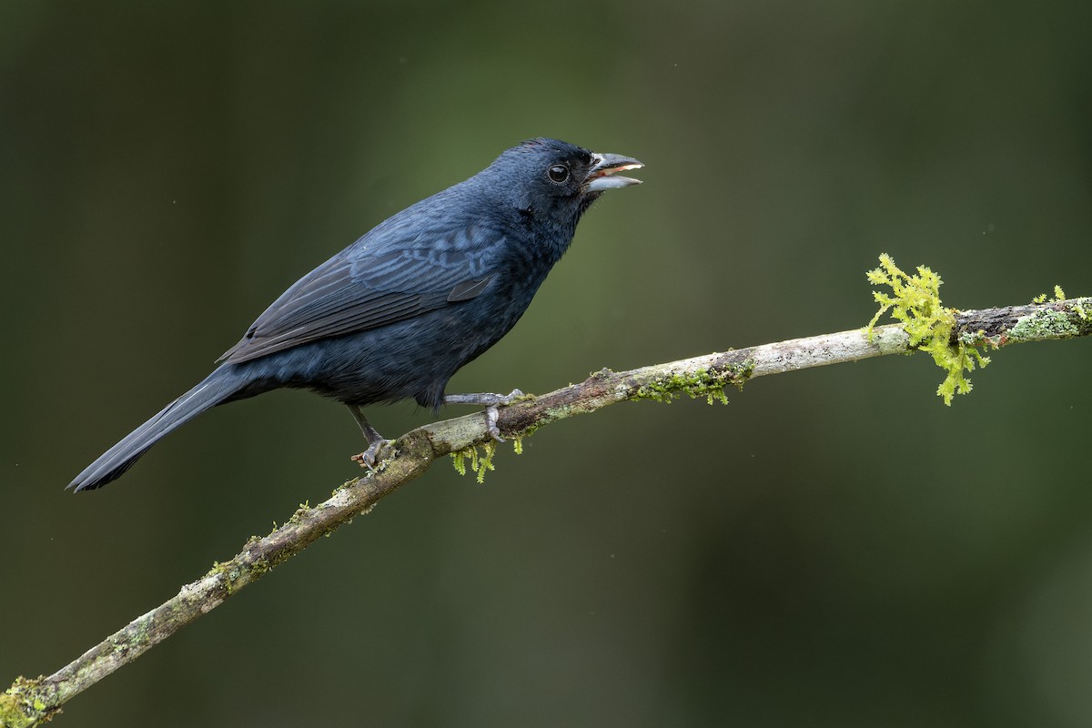 Ruby-crowned Tanager - ML643673407