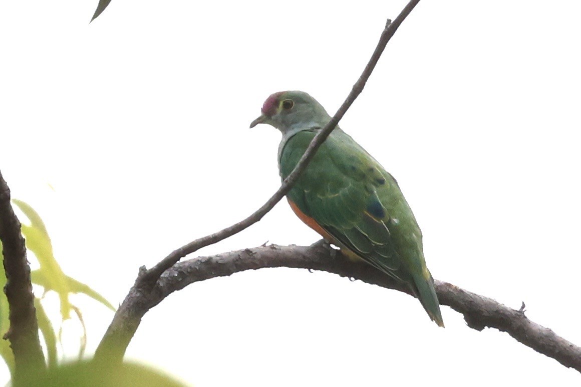 Rose-crowned Fruit-Dove - ML643673429