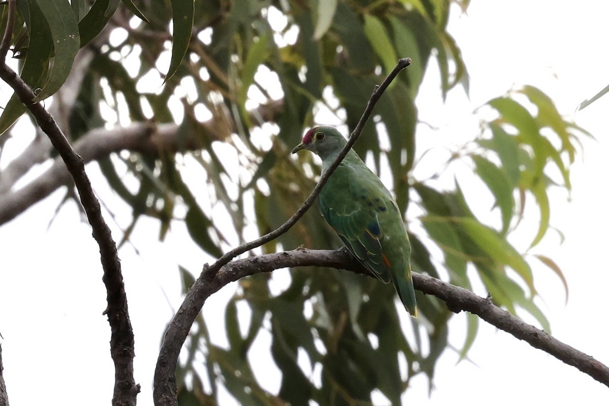 Rose-crowned Fruit-Dove - ML643673430