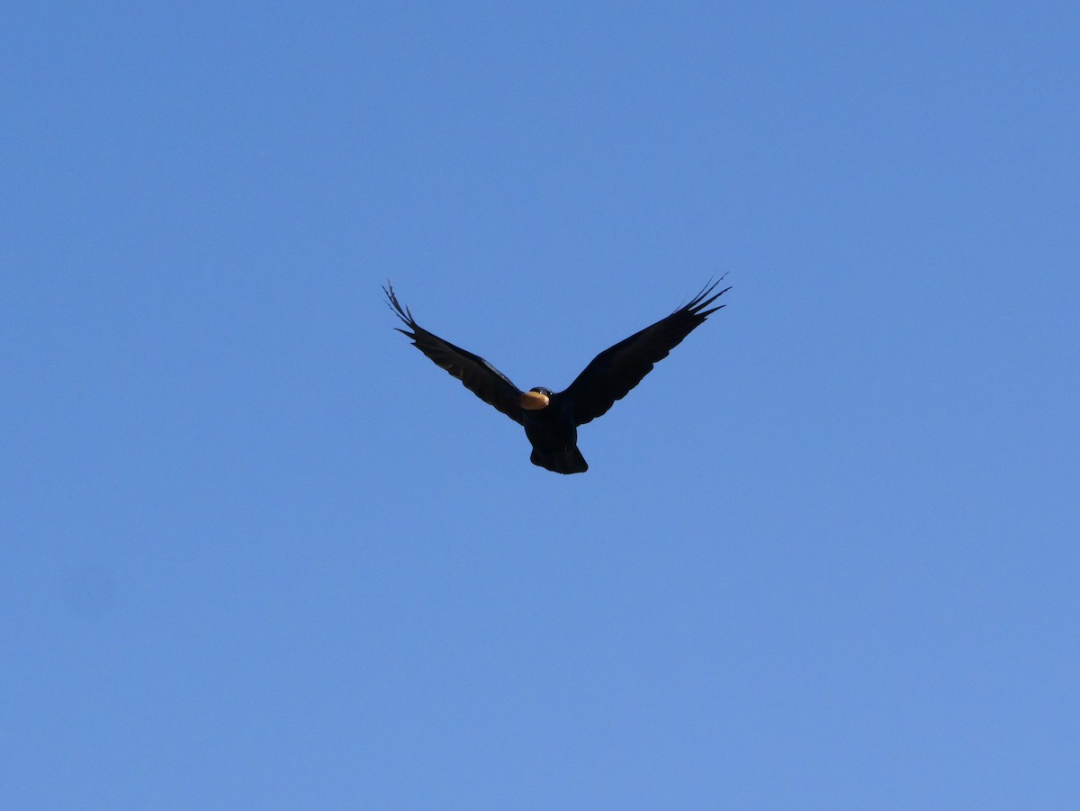 American Crow - ML643673439