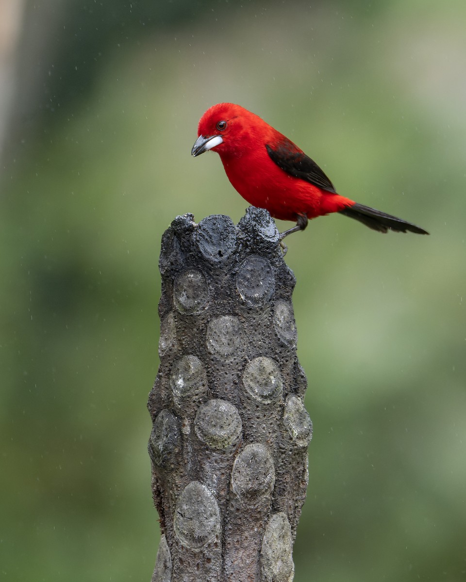 Brazilian Tanager - ML643673448