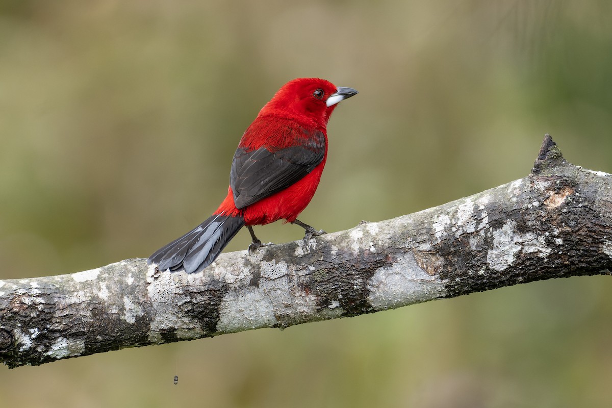 Brazilian Tanager - ML643673449