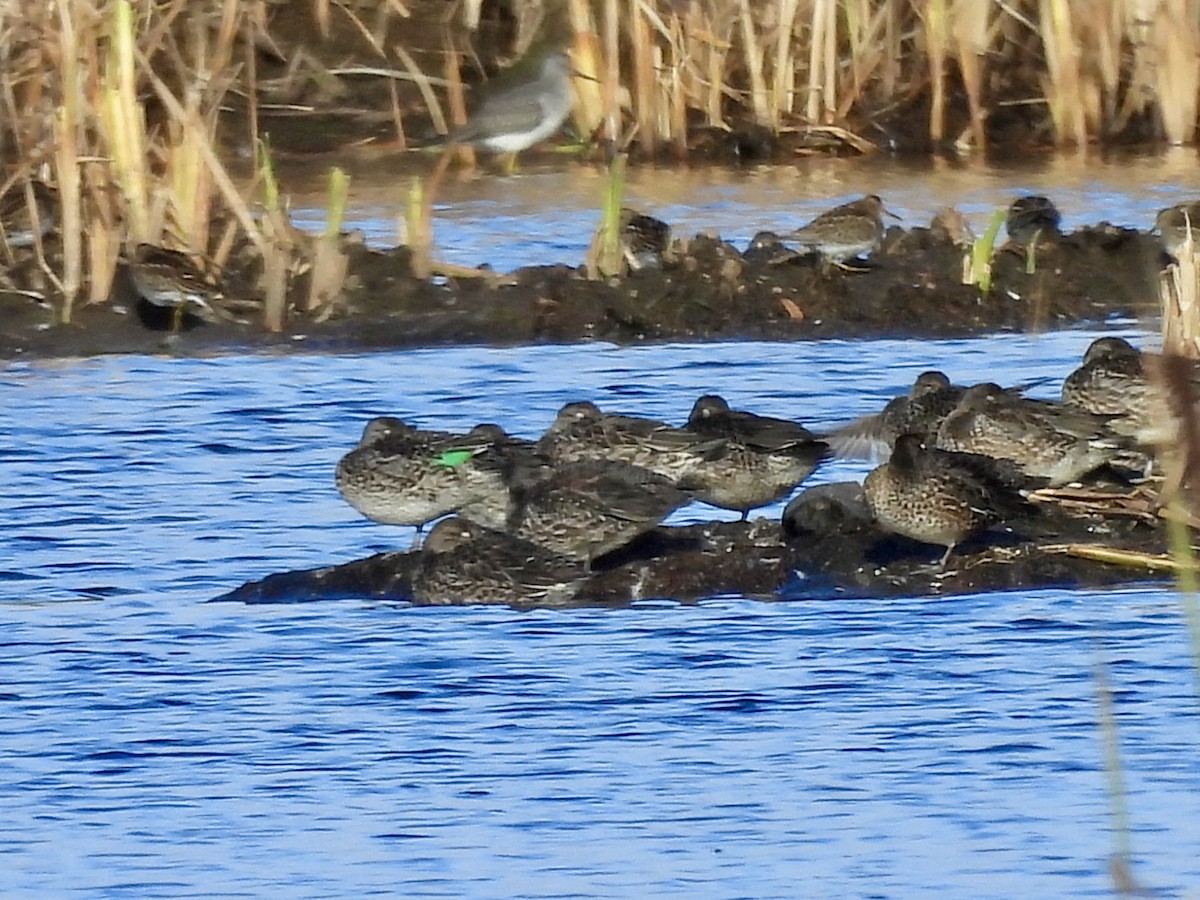 Green-winged Teal - ML643673458