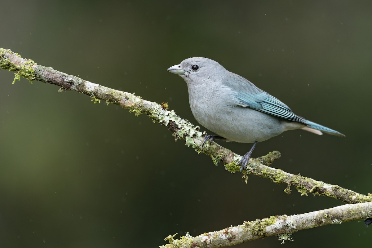 Sayaca Tanager - ML643673464