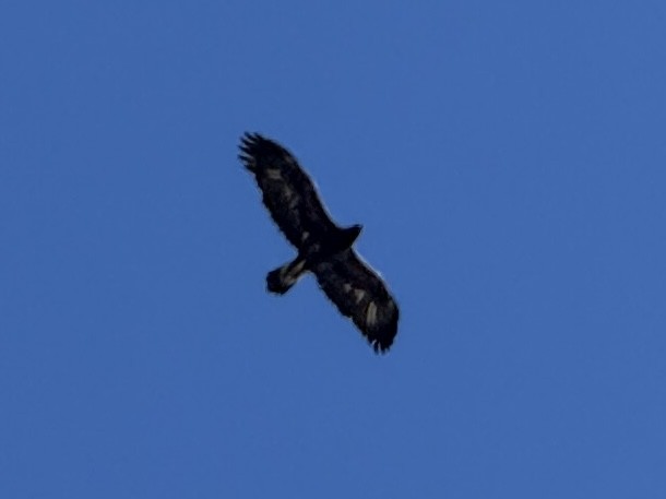 Цармын бүргэд - ML643673474