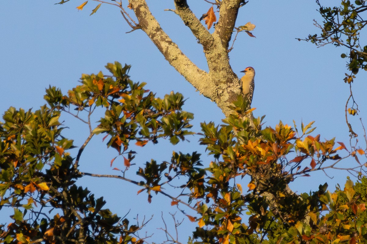 Pic à ventre roux - ML643673475