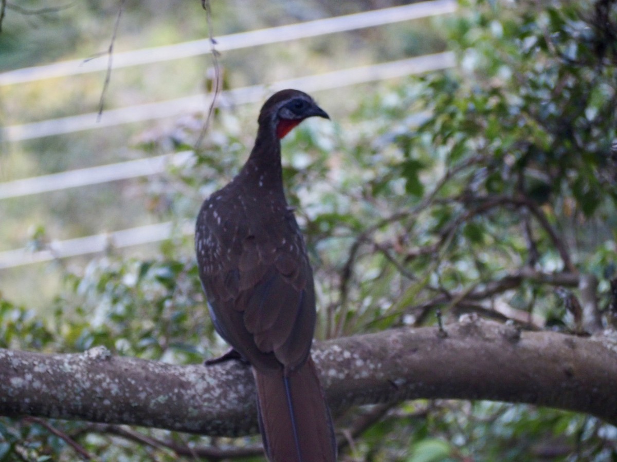 Band-tailed Guan - ML643673492