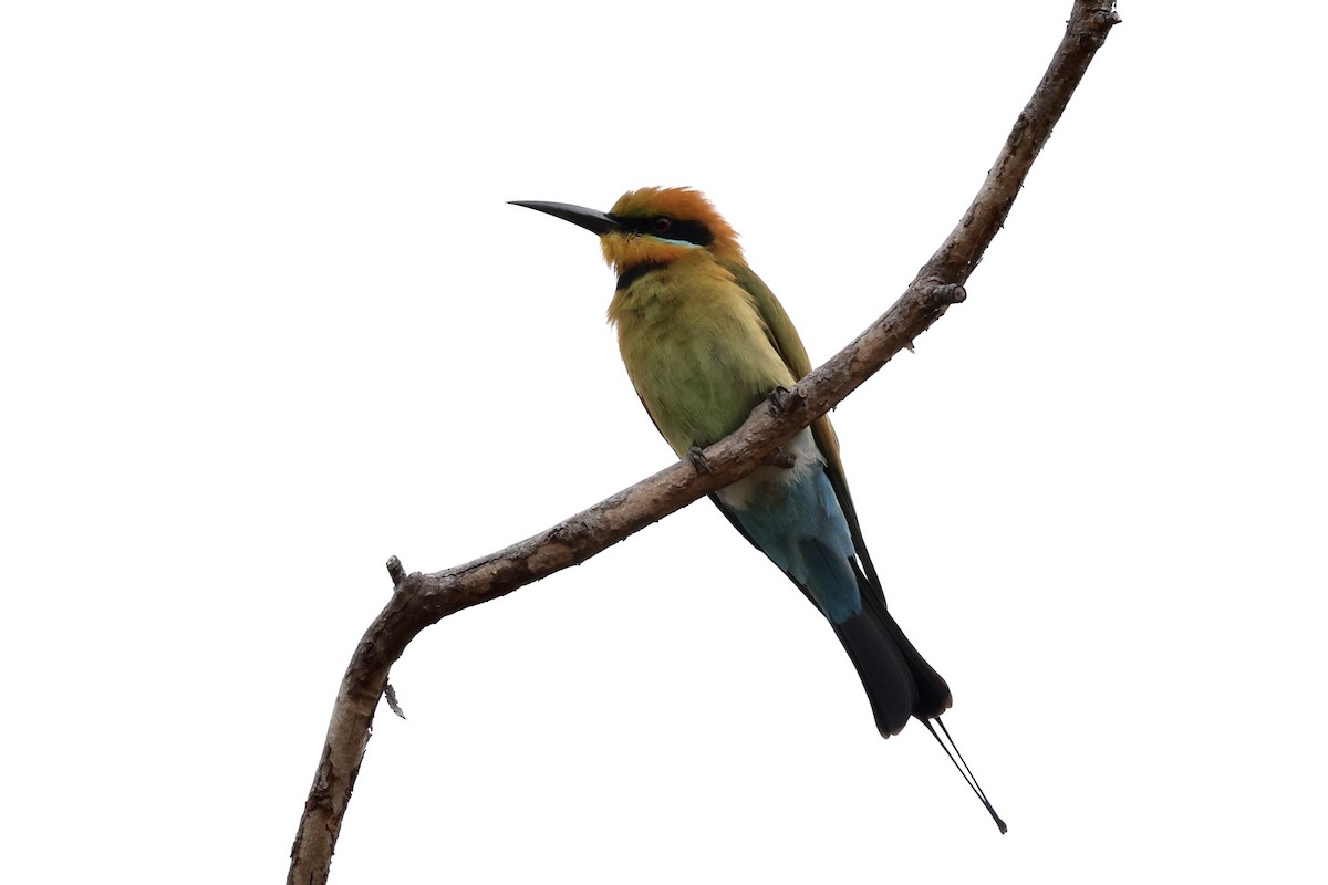 Rainbow Bee-eater - ML643673498