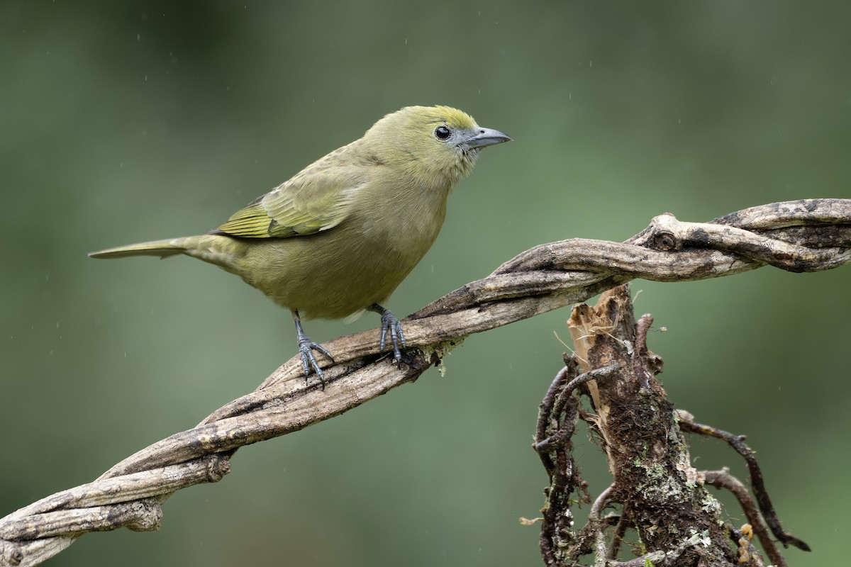 Palm Tanager - ML643673500