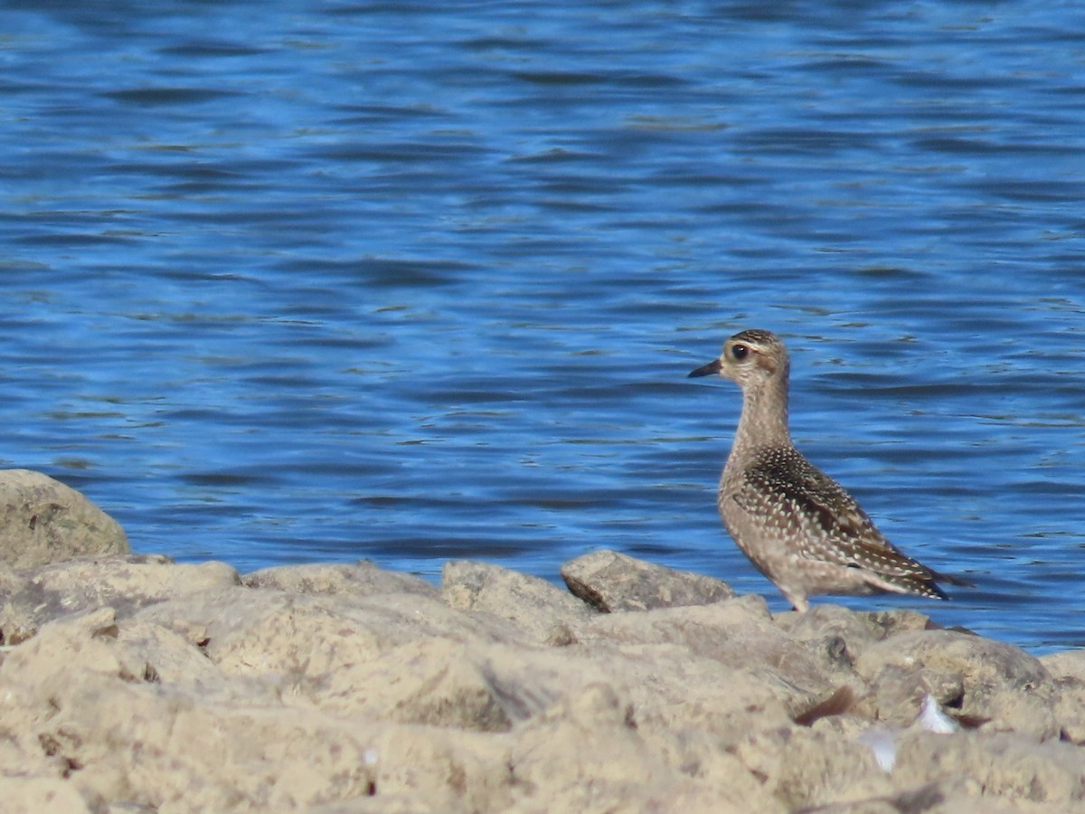 kulík hnědokřídlý - ML643673526