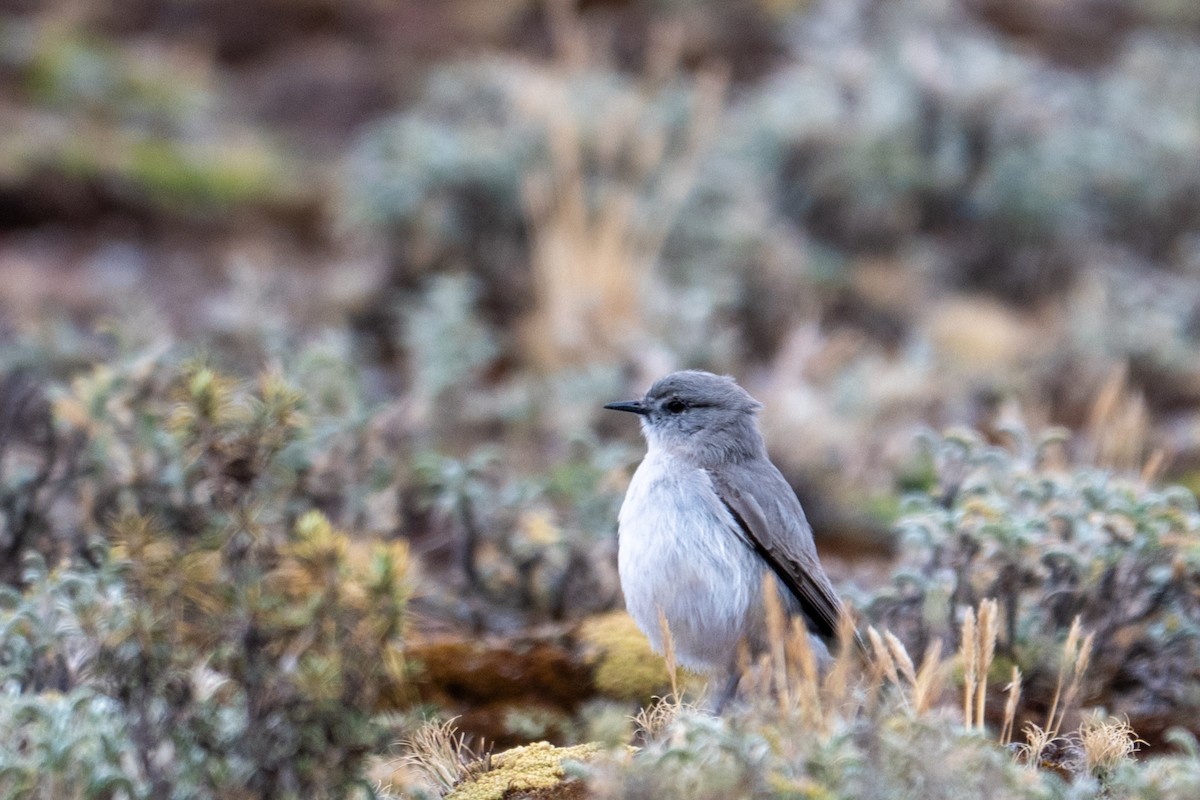 Kül Rengi Yer Tiranı - ML643673527