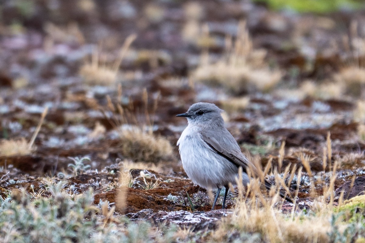 Kül Rengi Yer Tiranı - ML643673528