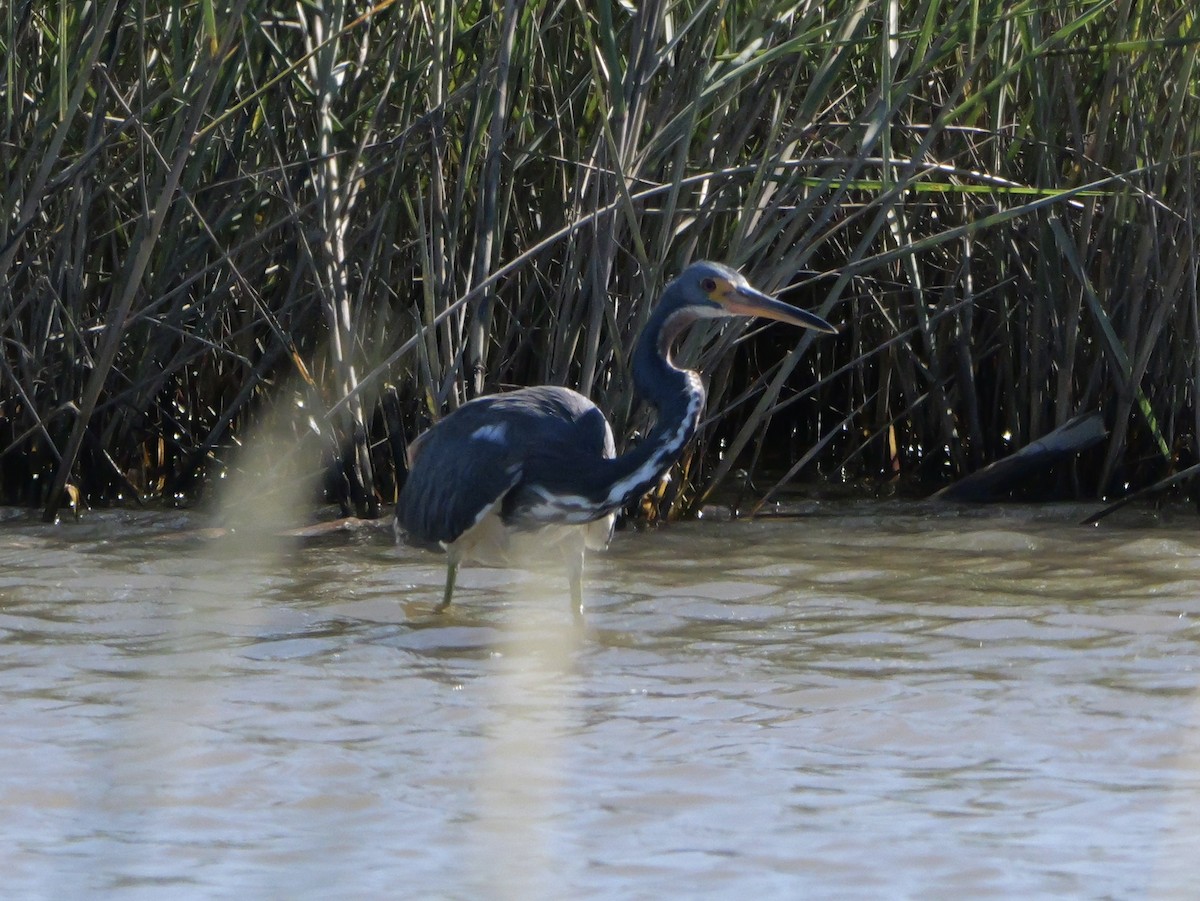 Tricolored Heron - ML643673544