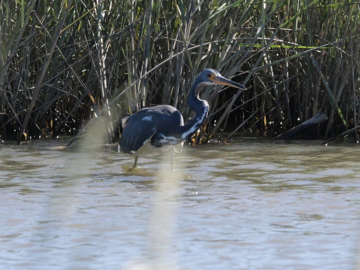 Tricolored Heron - ML643673545