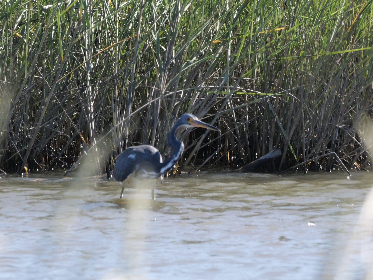 Tricolored Heron - ML643673546