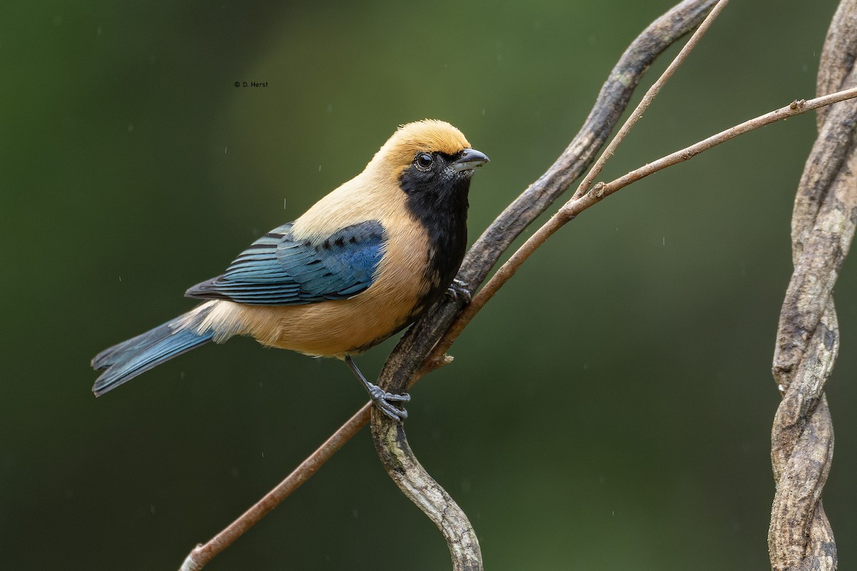 Burnished-buff Tanager - ML643673555