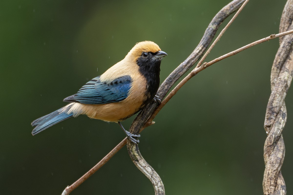 Burnished-buff Tanager - ML643673556