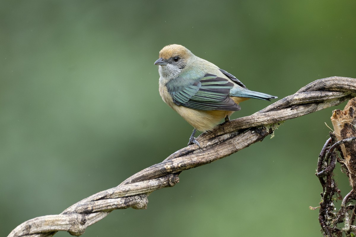 Burnished-buff Tanager - ML643673557