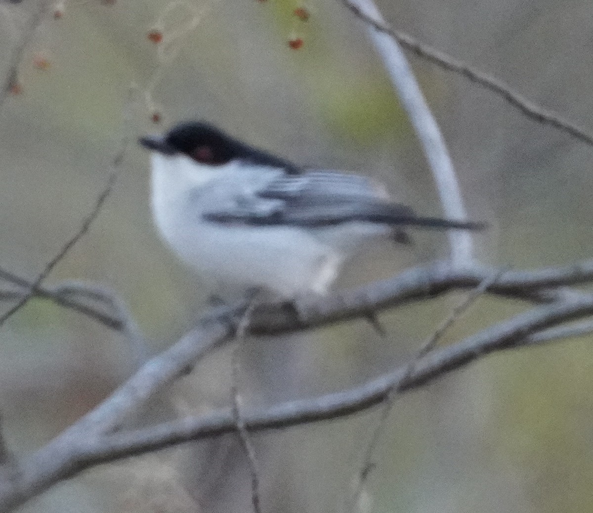 Black-backed Puffback - ML643673566