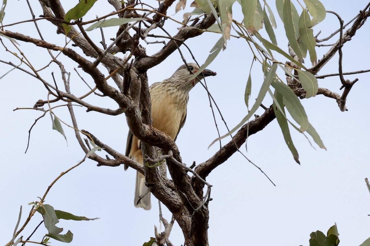Fawn-breasted Bowerbird - ML643673577