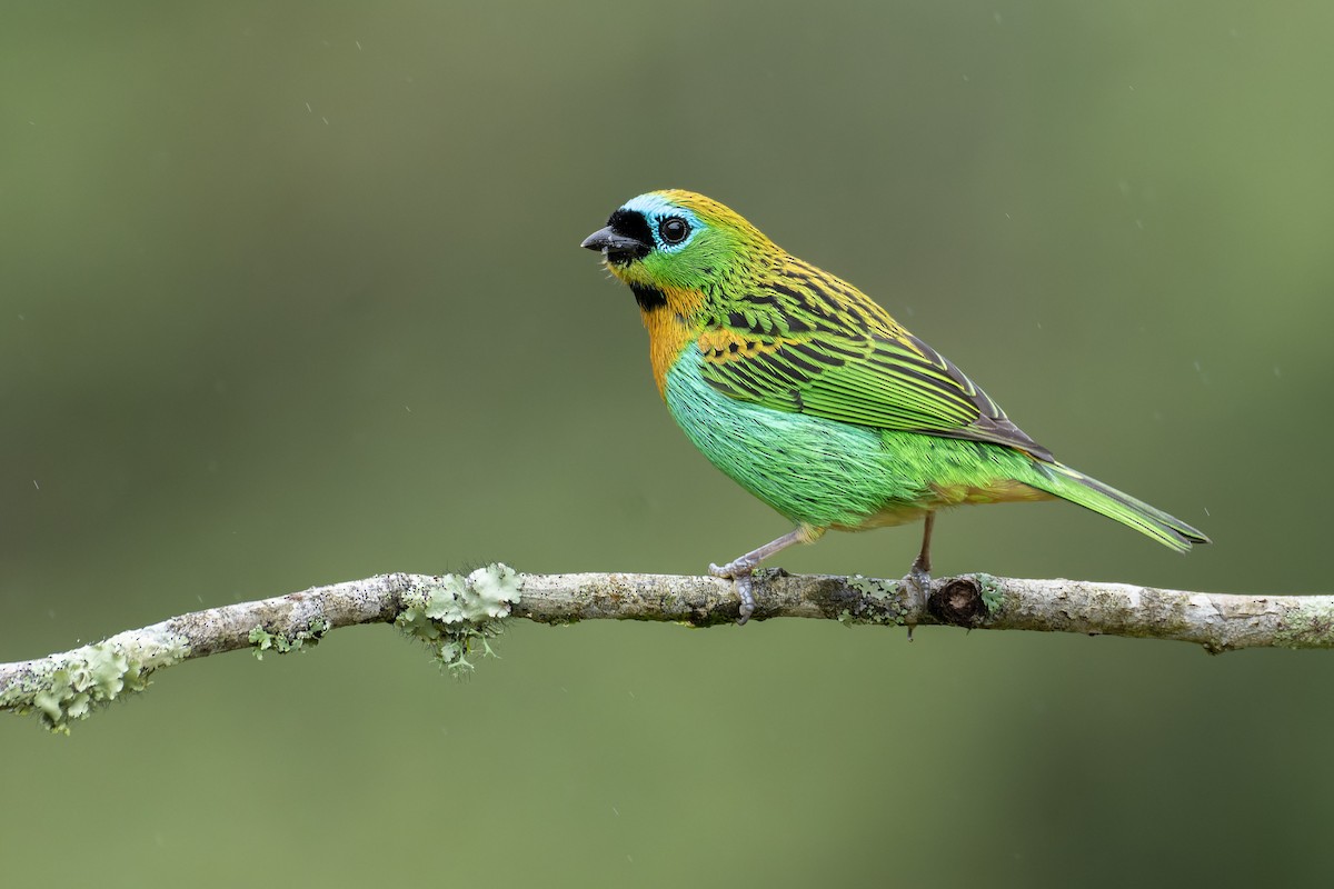 Brassy-breasted Tanager - ML643673580