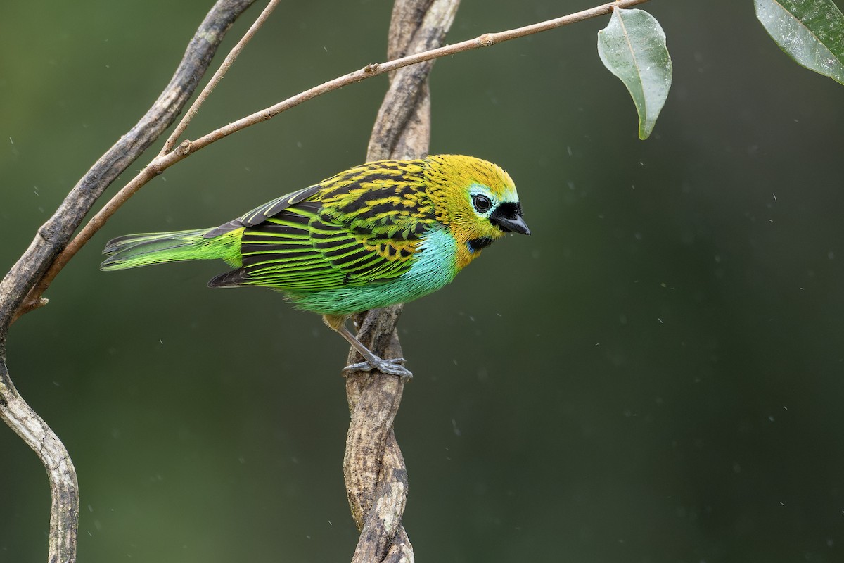 Brassy-breasted Tanager - ML643673581
