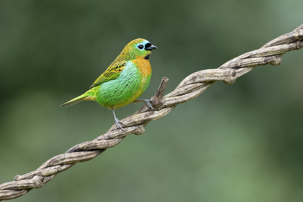 Brassy-breasted Tanager - ML643673582