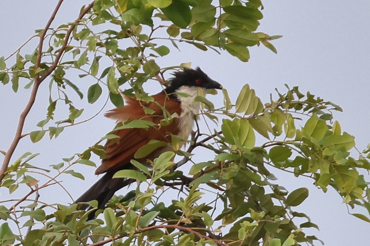 セネガルバンケン - ML643673583