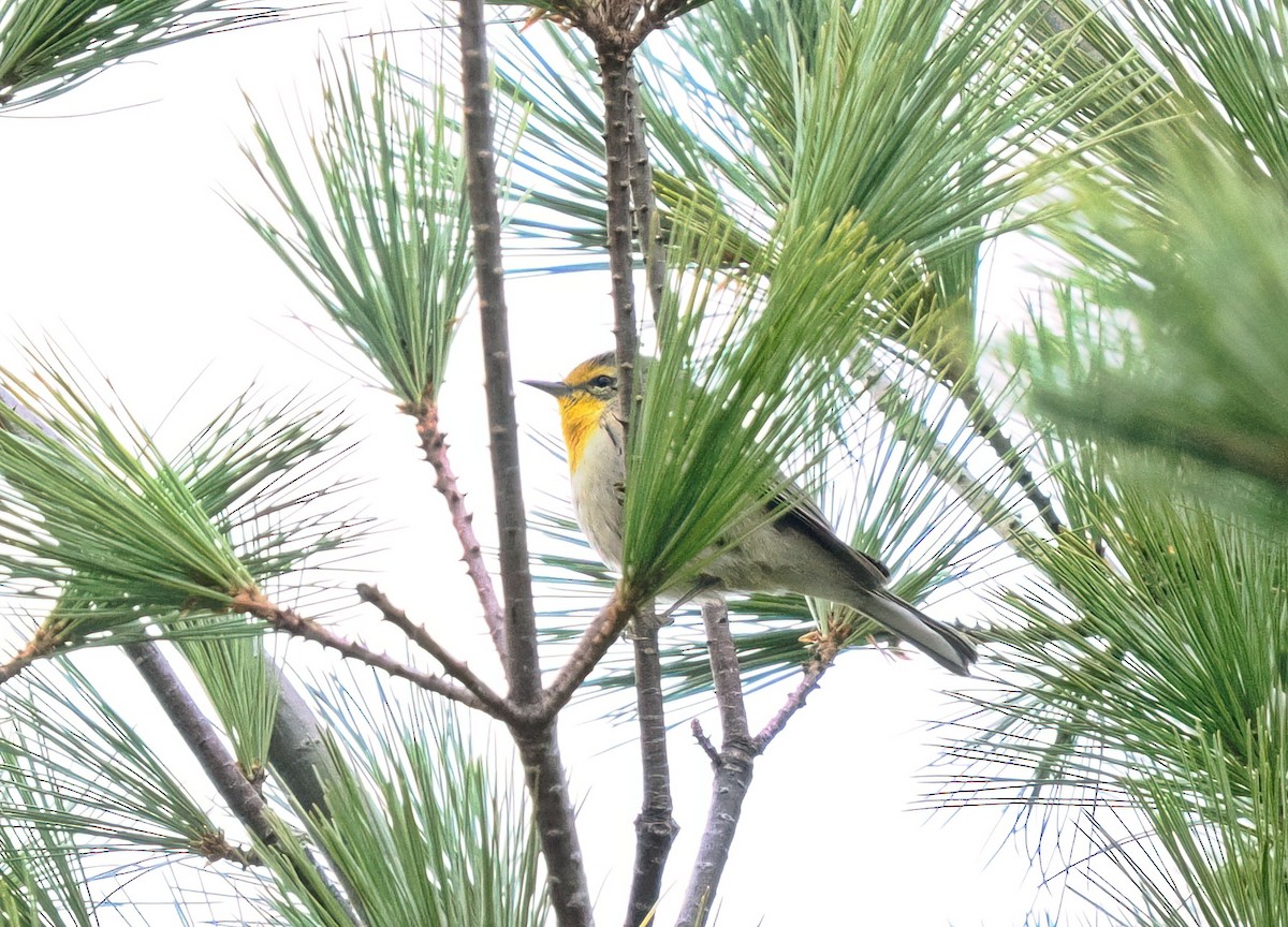 Grace's Warbler - ML643673596