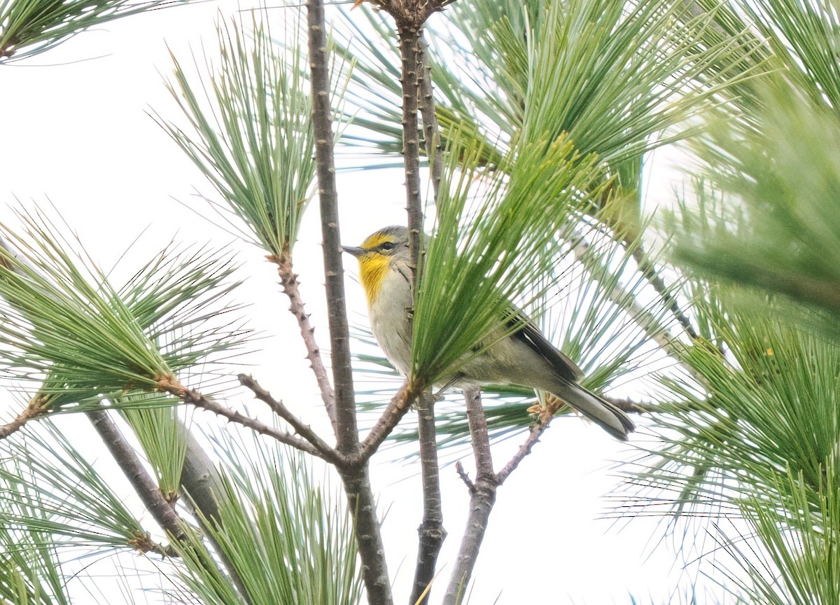 Grace's Warbler - ML643673597