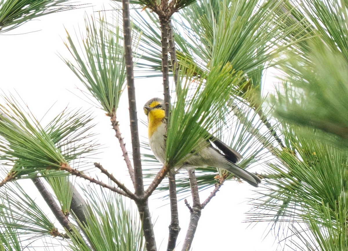 Grace's Warbler - ML643673598