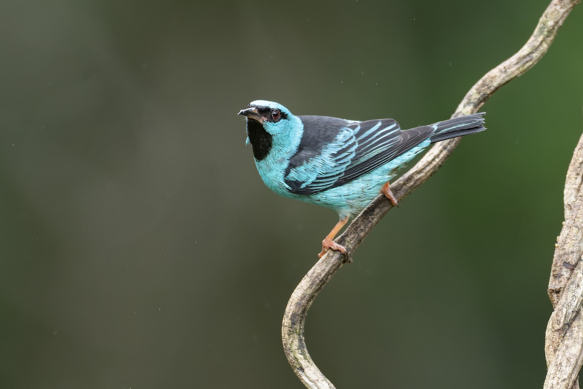 Blue Dacnis - ML643673600