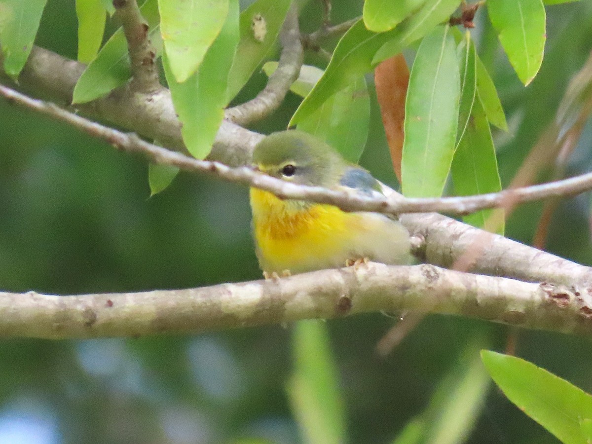 Kuzeyli Parula - ML643673604