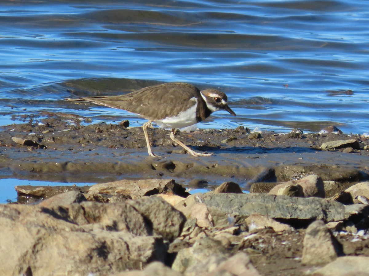 kulík rezavoocasý - ML643673613