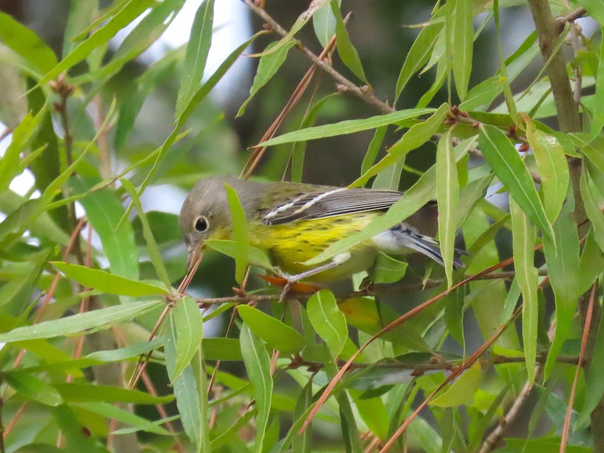 Magnolia Warbler - ML643673615